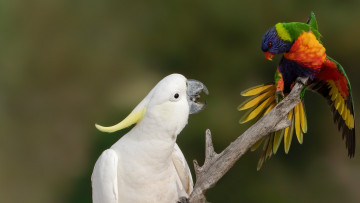 Картинка животные попугаи птицы ары ветка