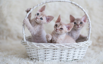 Картинка животные коты взгляд котята малыши корзинка трое
