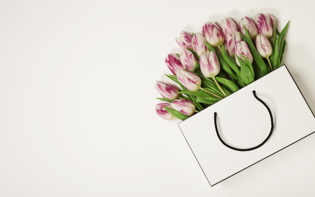 Обои картинки фото цветы, тюльпаны, белый, фон, букет, розовые, упаковка