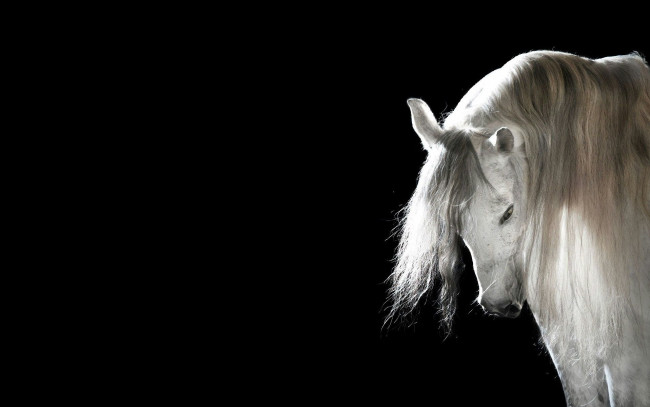 Обои картинки фото животные, лошади, конь, белый