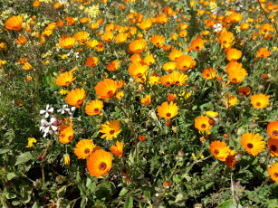 Картинка цветы календула оранжевая ноготки