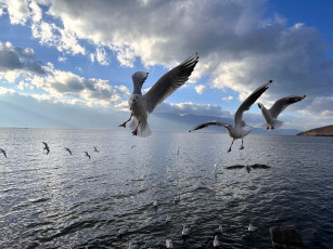 Картинка животные чайки +бакланы +крачки море облака
