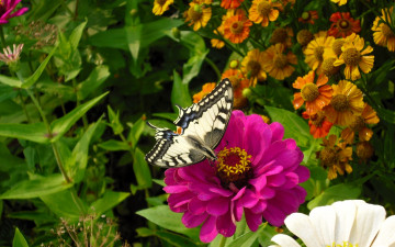 обоя животные, бабочки,  мотыльки,  моли, бабочка, цветы, сад