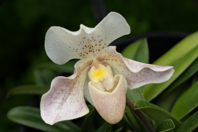 Обои картинки фото цветы, орхидеи, орхидея