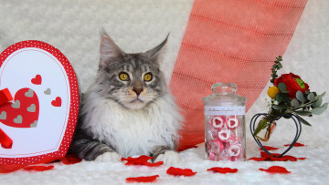 обоя животные, коты, кот, кошка