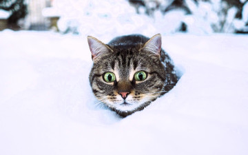 обоя животные, коты, кот, голова, снег, зима