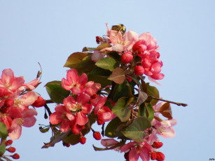 Картинка цветущее дерево цветы цветущие деревья кустарники