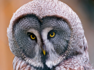 Картинка животные совы бородатая неясыть great grey owl lapland