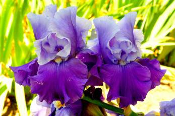 Картинка цветы ирисы сиреневый фиолетовый