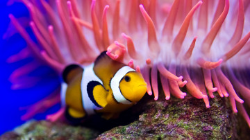 Картинка животные рыбы анемон рыба-клоун