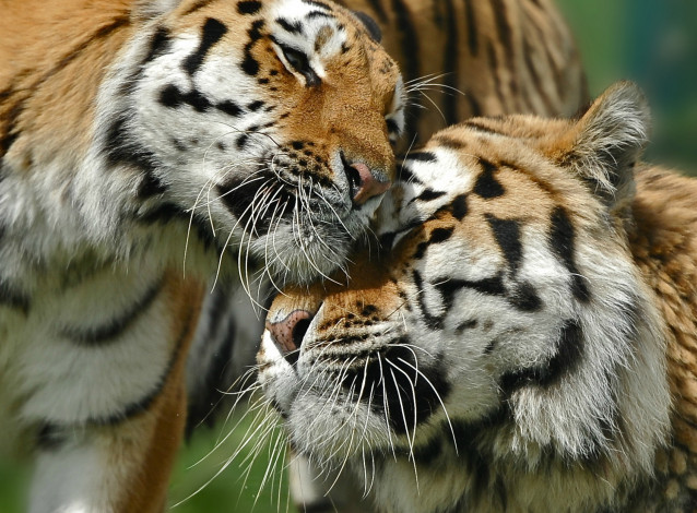Обои картинки фото животные, тигры, хищники