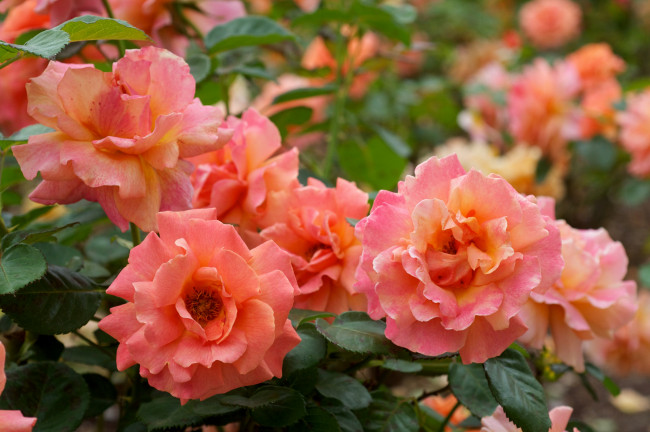 Обои картинки фото цветы, розы, персиковый, лепестки