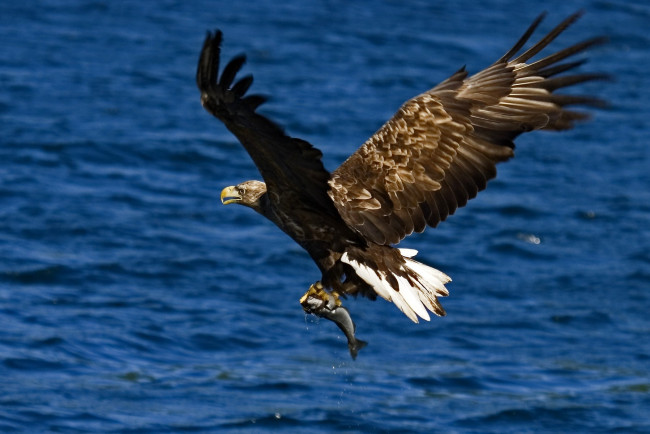 Обои картинки фото животные, птицы, хищники, крылья, рыба, добыча, полет, орел