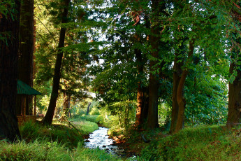 Картинка mtirala national park грузия аджария природа парк деревья тропинка
