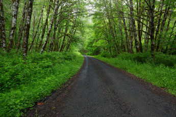 обоя природа, дороги, дорога, лес