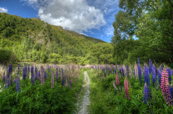 Картинка new zealand природа пейзажи тропинка цветы люпины гора новая зеландия