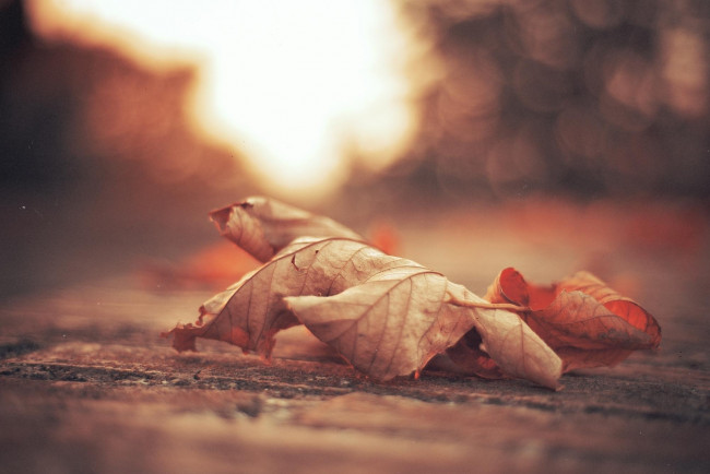Обои картинки фото природа, листья, сухой, лист, осень