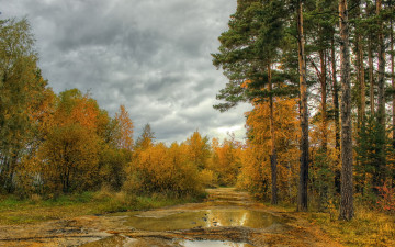 Картинка природа лес осень дорога