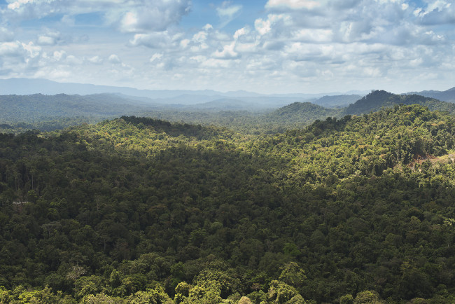 Обои картинки фото природа, лес, джунгли, новая, гвинея, холмы