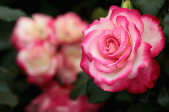 Картинка цветы розы роза лепестки красавица макро