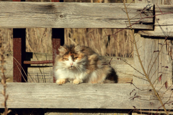 Картинка животные коты киса коте кошка взгляд усы солнечно