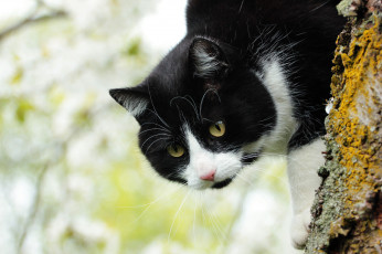 Картинка животные коты коте кошка дерево кот