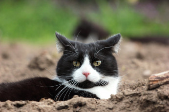 Картинка животные коты коте взгляд усы ушки киса