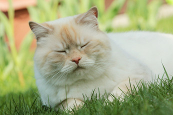 Картинка животные коты луг ушки коте киса дрёма спит усы взгляд трава весна