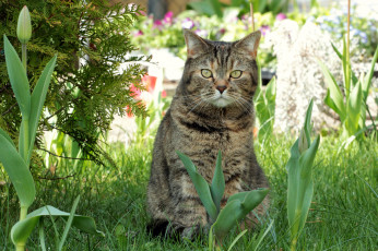 Картинка животные коты весна тюльпаны трава киса коте кот кошка