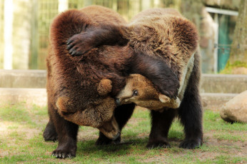 Картинка животные медведи пара игра зоопарк