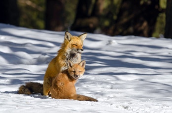 обоя животные, лисы, лиса, лисёнок, зима, снег