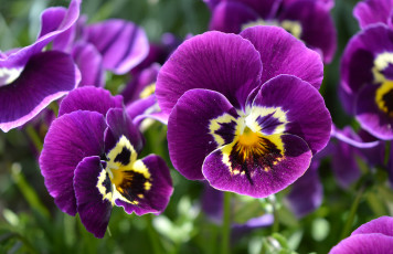Картинка цветы анютины+глазки+ садовые+фиалки анютины глазки виола фиолетовый макро