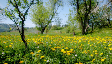 Картинка цветы одуванчики луг желтые трава деревья природа