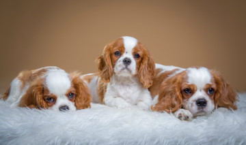 Картинка животные собаки спаниели трио щенки милые пятнистые