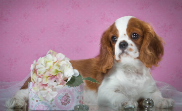 Картинка животные собаки гортензия спаниель пятнистый щенок