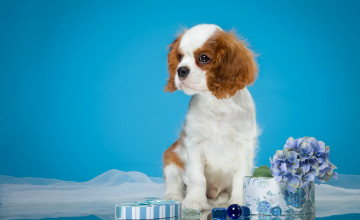 Картинка животные собаки спаниель щенок пятнистый гортензия милый