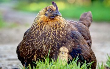 Картинка животные куры +петухи курица цыплёнок природа