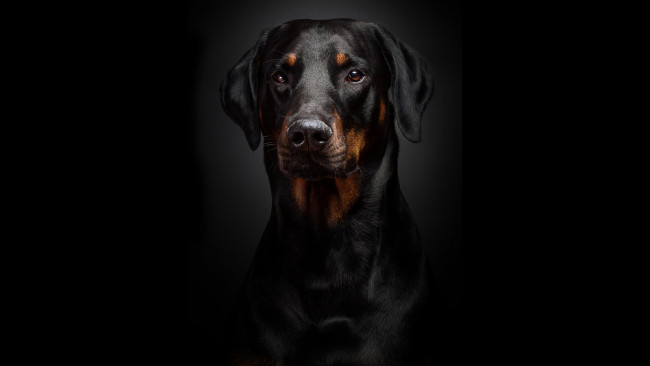 Обои картинки фото животные, собаки, черный, портрет, доберман, фон
