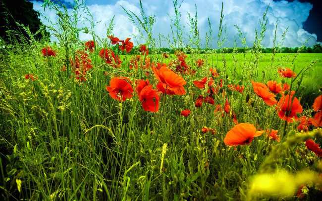 Обои картинки фото цветы, маки, поле, луг, трава