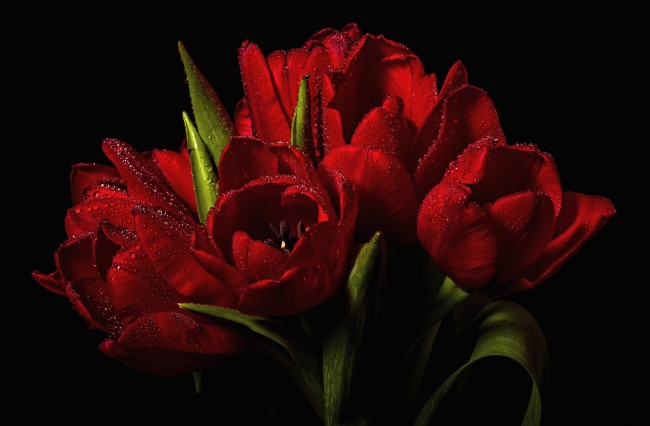 Обои картинки фото цветы, тюльпаны, чёрный, фон, вода, капли, красные