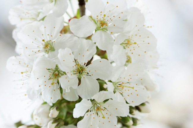 Обои картинки фото цветы, сакура,  вишня, весна, макро