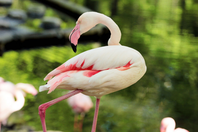 Обои картинки фото животные, фламинго, вода, озеро, птица