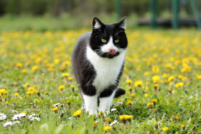 Обои картинки фото животные, коты, киса, коте, взгляд, усы, ушки, язык, луг, трава, весна, цветы, одуванчики