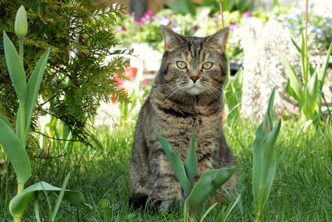 Обои картинки фото животные, коты, весна, тюльпаны, трава, киса, коте, кот, кошка