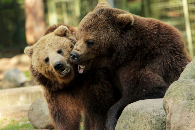 Обои картинки фото животные, медведи, пара, игра