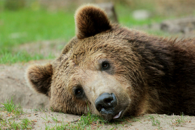 Обои картинки фото животные, медведи, взгляд, медведь, трава