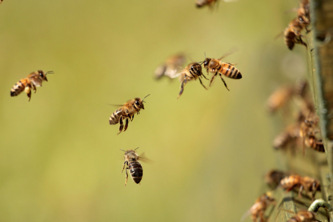 Обои картинки фото животные, пчелы,  осы,  шмели, пчёлы, насекомые, фон