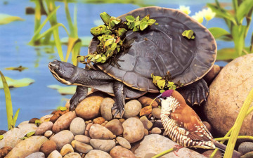 Картинка 295472 рисованное животные +черепахи птица черепаха