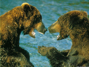 обоя медведи, купаются, животные