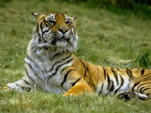 Картинка тигр животные тигры